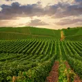 Blick über leuchtend grüne Weinberge vor einer späktakulären Wolkenformation.