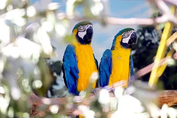 Zwei blau-gelbe Ara-Papageien im Karlsruher Zoo