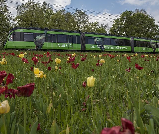 Eine grüne Straßenbahn mit der Aufschrift "Die AVG fährt mit Ökostrom" fährt durch eine blühende Frühlingslandschaft.
