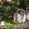 Zwei Eulen mit aufgebauschten Federn sitzen auf einem Ast im Wald.