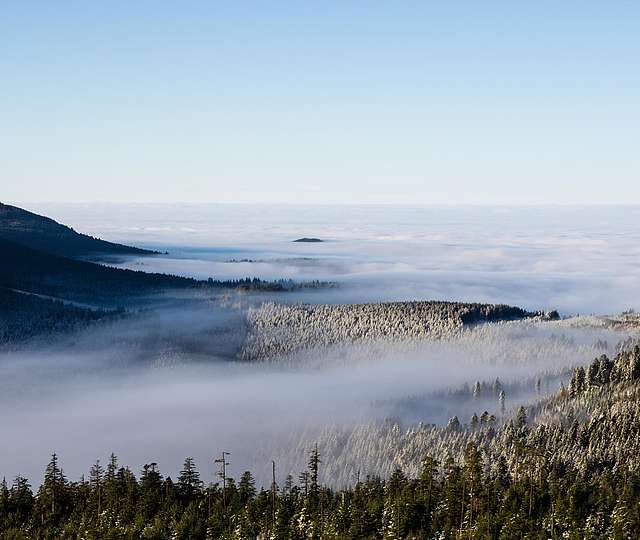 Nebel über einem Nadelwaldgebiet