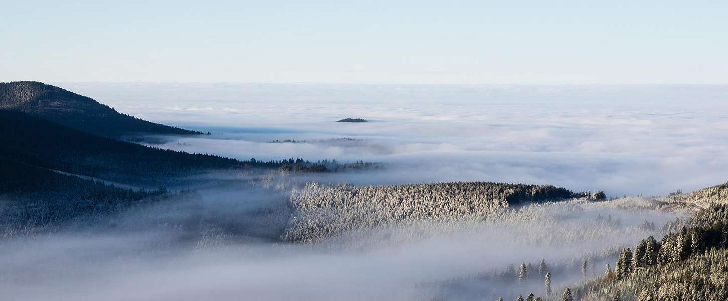 Nebel über einem Nadelwaldgebiet