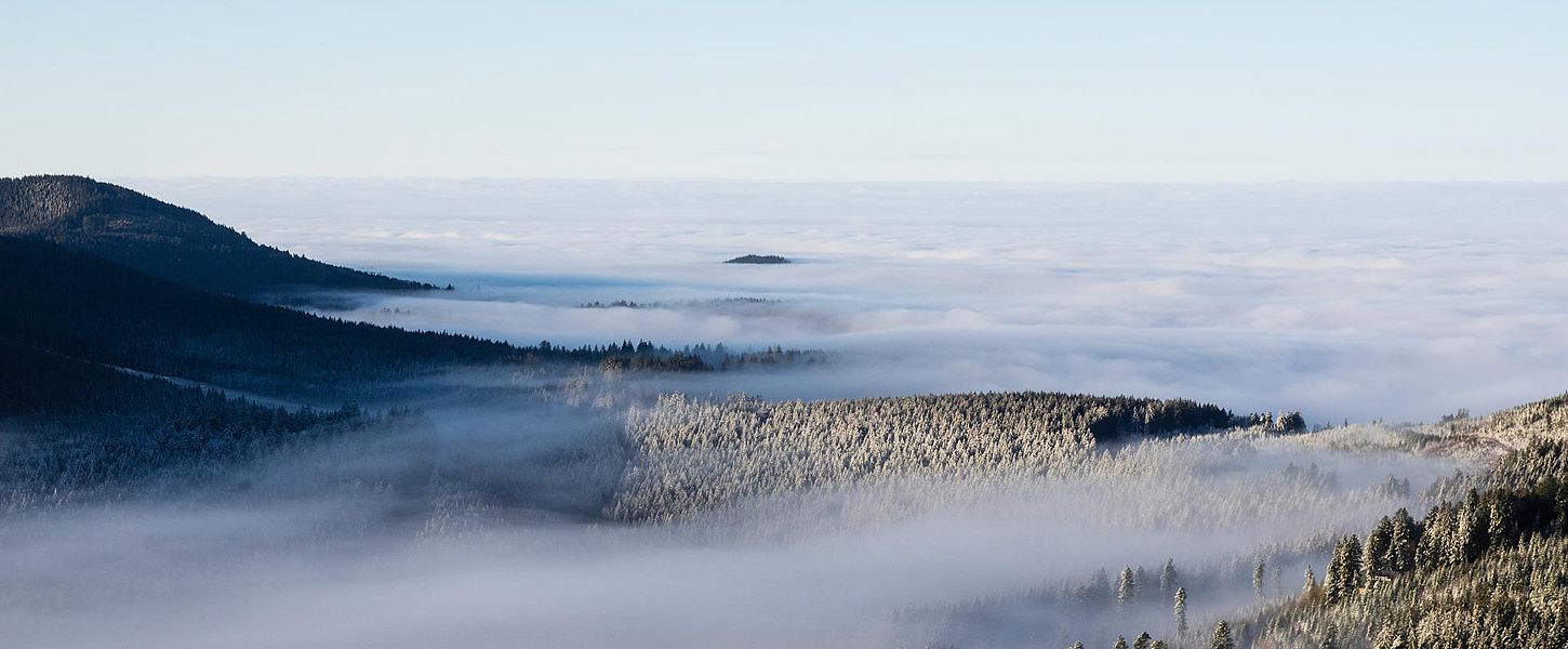 Nebel über einem Nadelwaldgebiet