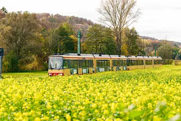 Das Foto zeigt eine AVG-Stadtbahn der Linie S31, die hinter gelb-blühenden Rapsfeldern fährt. 