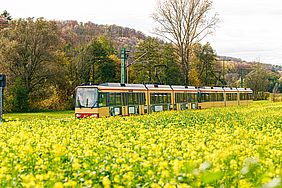 Eine Stadtbahn der Linie S31 fährt durch das Kraichtal. Im Vordergrund ist ein gelbes Rapsfeld zu sehen.