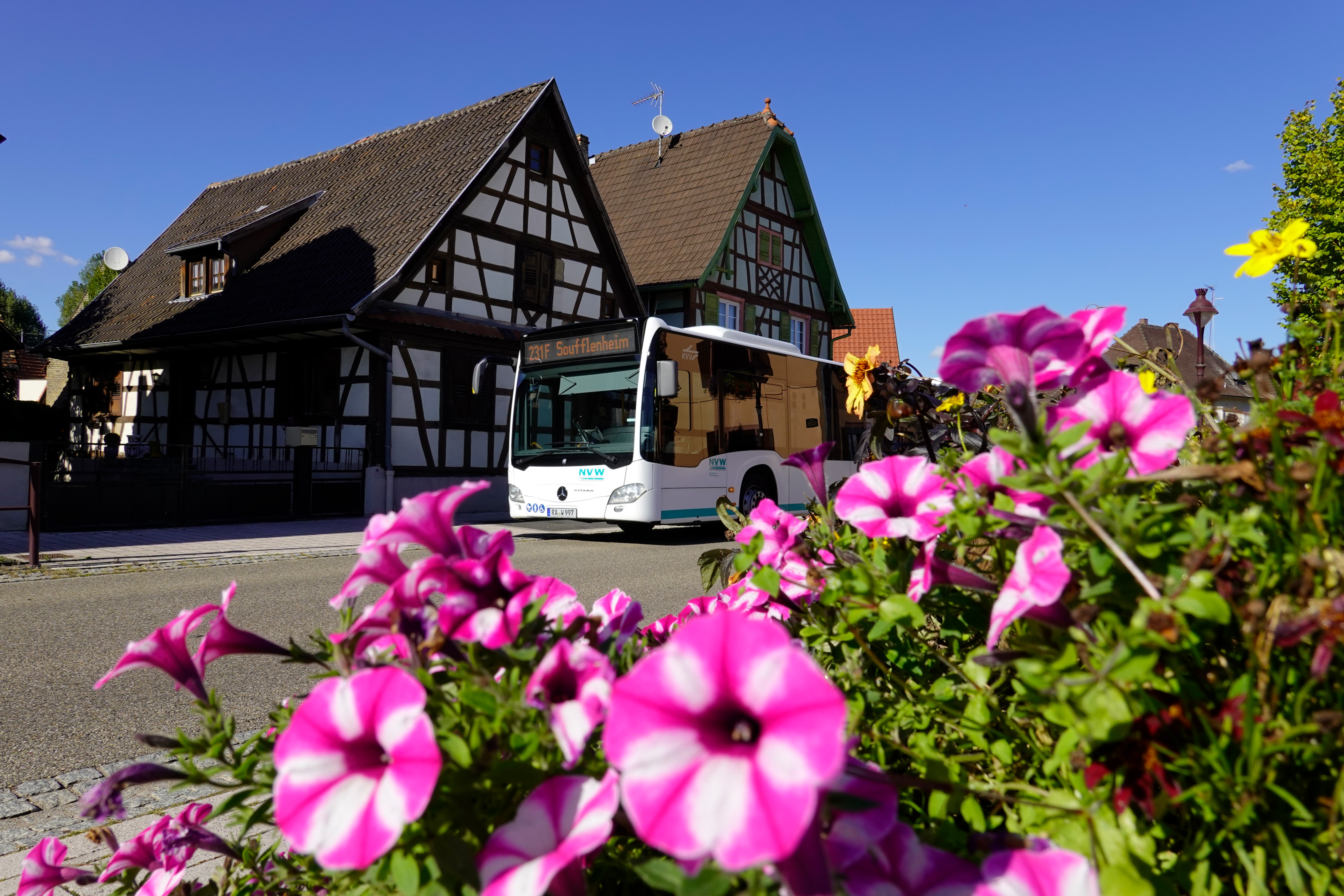 Ein Bus der neuen Linie 231 vor einem Fachwerkhaus im Elsaß. Im Bild vorne sind Blumen zu sehen. Der blaue Himmel ist wolkenlos.